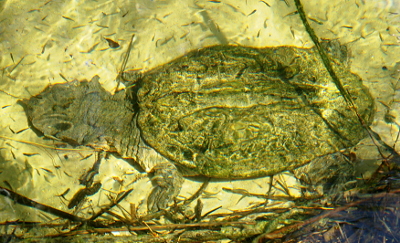 [This turtle, submerged in the clear water of the pond, has a wrinkled-looking hard shell and ridged thick skin on its lizard-like head.]